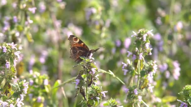 Mariposas Día Cálido Brillante Bajo Sol Brillante Sientan Las Flores — Vídeo de stock