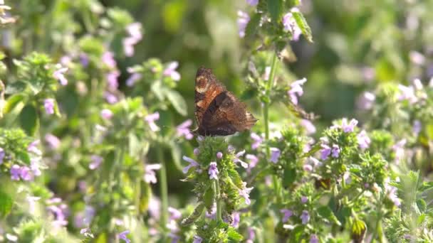 Mariposas Día Cálido Brillante Bajo Sol Brillante Sientan Las Flores — Vídeos de Stock