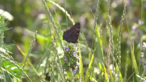 Papillons Par Une Journée Chaude Sous Soleil Éclatant Asseoir Sur — Video