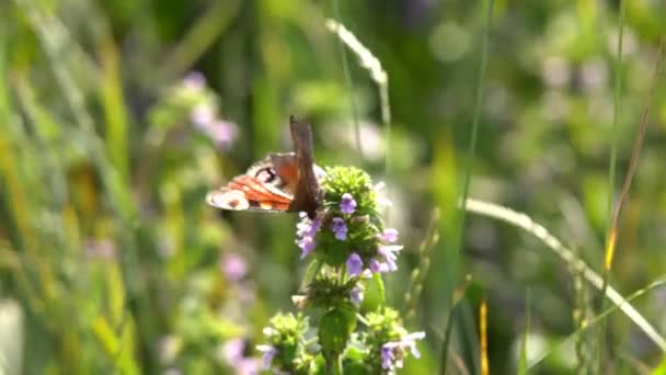 Mariposas Día Cálido Brillante Bajo Sol Brillante Sientan Las Flores — Vídeo de stock