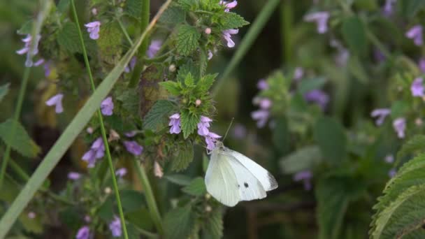 Butterflies Bright Warm Day Bright Sun Sit Wild Flowers Collect — Stock Video