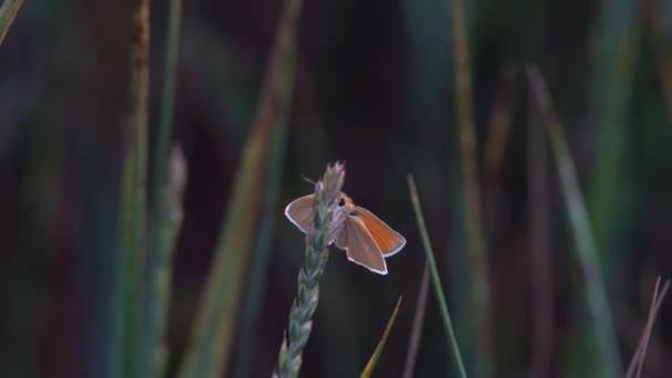 Mariposas Día Cálido Brillante Bajo Sol Brillante Sientan Las Flores — Vídeos de Stock