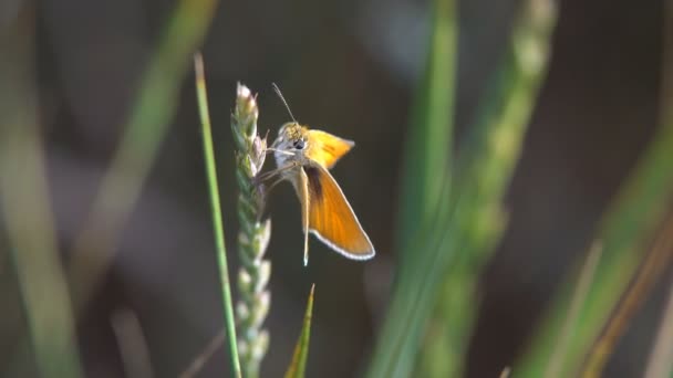 Nectane Toplamak Için Çiçegi Kelebekler Bir Parlak Sıcak Günde Bir — Stok video