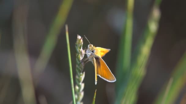 蝴蝶在灿烂温暖的阳光下 坐在野花上收集 Nectane — 图库视频影像