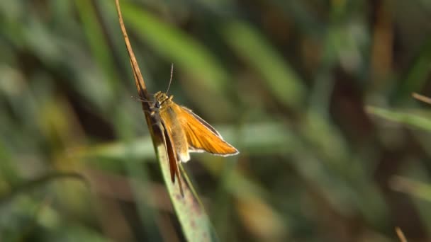 Butterflies Bright Warm Day Bright Sun Sit Wild Flowers Collect — Stock Video