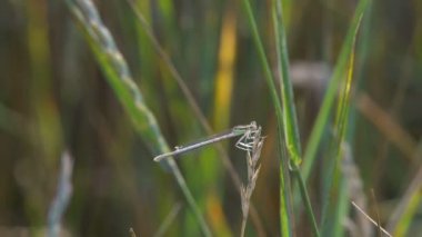 Yusufçuk böcek tanıdık bluet kızböcekleri yusufçuk çimenlerin üzerinde oturan çimen, orman makro oturur
