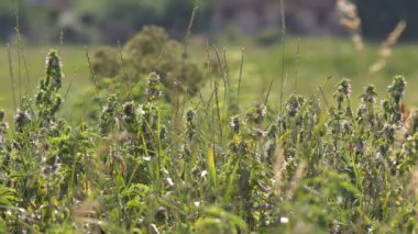 Beyaz çimlerde Aporia crataegi, vahşi Siyah damarlı beyaz kelebek kelebekler. Çim çim üzerinde beyaz kelebekler