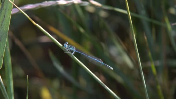 フォレスト マクロで草の上に座っているトンボ昆虫おなじみ Bluet イトトンボ トンボ草の上に座って — ストック動画