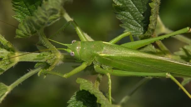 草地上的昆虫蚱蜢一个大的绿色蝗虫在绿色的草丛中隐藏着她的进食 — 图库视频影像