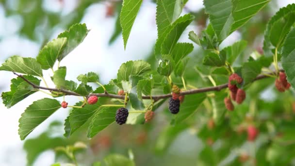 Mulberry ripe berries Selective focus mulberry fruit on tree, fresh mulberry in nature, Mulberry Hanging on Tree Branches against the Sky, Ripe mulberry hanging on Morus tree branch, Closeup. — Stock Footage Mulberry Ripe Berries Selective Focus Mulberry Fruit Tree Fresh Mulberry Royalty Free Stock Footage