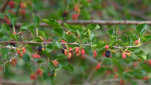 Maulbeere Reife Beeren Selektiver Fokus Maulbeerfrucht Auf Baum Frische Maulbeere — Stockvideo