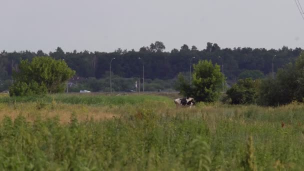 Väg Genom Landskapet Vackra Highway Vägen Genom Vackra Landsbygd Landskap — Stockvideo