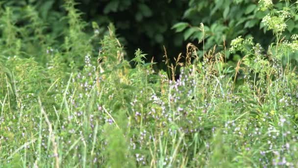 Beyaz Çimlerde Aporia Crataegi Vahşi Siyah Damarlı Beyaz Kelebek Kelebekler — Stok video