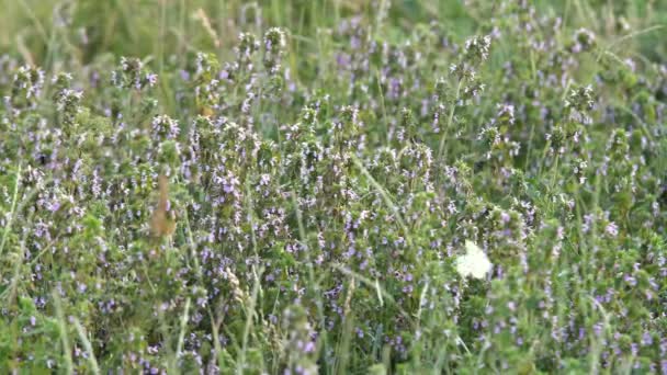 Beyaz Çimlerde Aporia Crataegi Vahşi Siyah Damarlı Beyaz Kelebek Kelebekler — Stok video