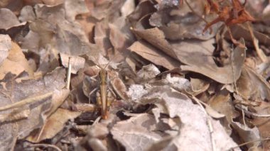 Böcek makro, Melanoplus fark çekirge arasında kuru ot yere oturur.