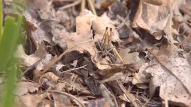 Böcek makro, Melanoplus fark çekirge arasında kuru ot yere oturur.