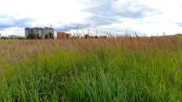 City Landscape Span Camera Movement View Tall Grass — Stock Video