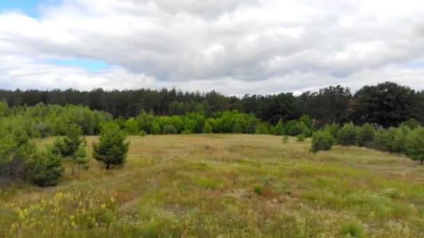 Yeşil Çim Sahası Uçmak Slovenya Kırsalında Forest Yakınındaki Yeşil Çim — Stok video