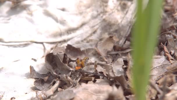 昆虫宏观 Melanoplus 差蚱蜢坐在地上的干草中 — 图库视频影像