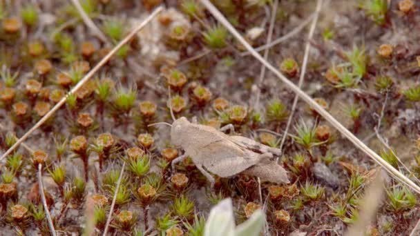 Insekt Makro Melanoplus Differential Gräshoppa Sitter Bland Torrt Gräs Marken — Stockvideo