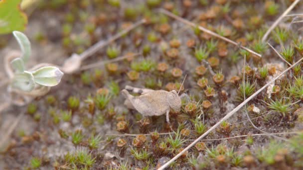 Macro Insetto Melanoplus Grasshopper Differenziale Siede Tra Erba Secca Terra — Video Stock