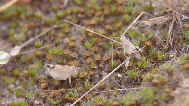 Macro Insecto Saltamontes Diferenciales Melanoplus Encuentra Entre Hierba Seca Suelo — Vídeo de stock