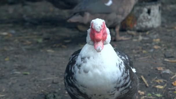 Divoká Kachna Pasou Mallard Zelené Trávě Kachna Divoká Nebo Divoké — Stock video