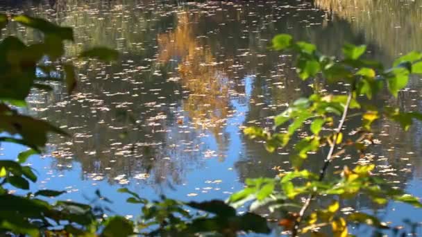 다채로운가 공원에 호수는가 나무의 엽으로 최고의 하나입니다 — 비디오