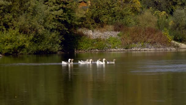 Flock Geese Swimming Calm Blue Lake — Stock Video