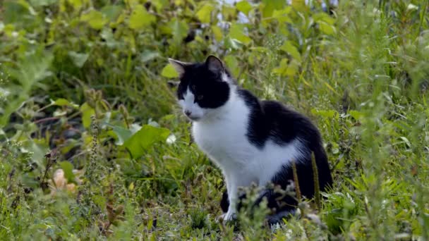 Bir Kedi Bengal Yeşil Çimenlerin Üzerinde Yürür Bengal Kitty Orman — Stok video