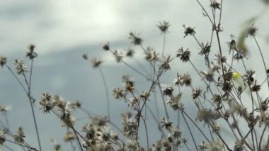 Altın çim su birikintisi zemine karşı sways. Güneş parlamayı su çimen sapları ile görülebilir. Gölet dalgalanmalar.