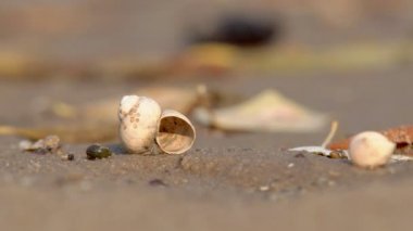 İstiridye nehir yakın çekim sonbahar öğleden sonra kumlu kıyısında kalıntıları
