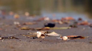 İstiridye nehir yakın çekim sonbahar öğleden sonra kumlu kıyısında kalıntıları