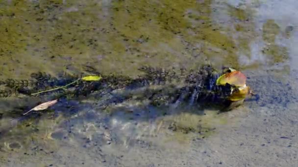 Чистая Вода Реке Водный Поток Горной Реки Быстро Течет Камням — стоковое видео