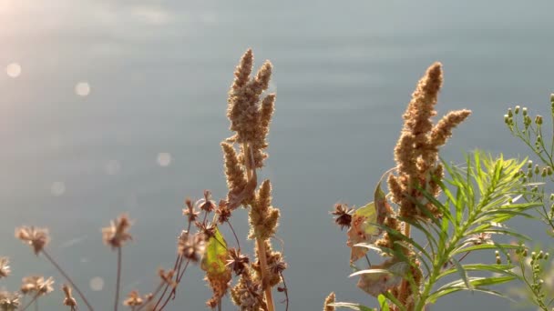 Golden Grass Sways Backdrop Pond Sun Glare Water Can Seen — Stock Video