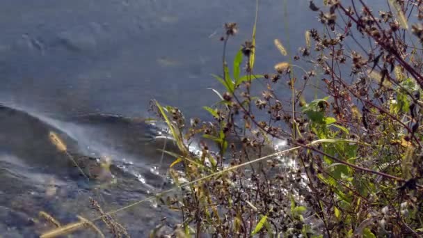 黄金の草は 池の背景に揺れます 水に太陽のまぶしさは 草の茎を見ることができます 池の波紋 — ストック動画