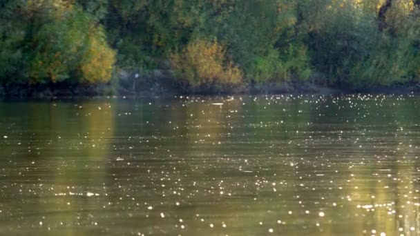 Sfocato Colpo Una Superficie Acqua Ondulata Con Bel Bokeh Riflessi — Video Stock