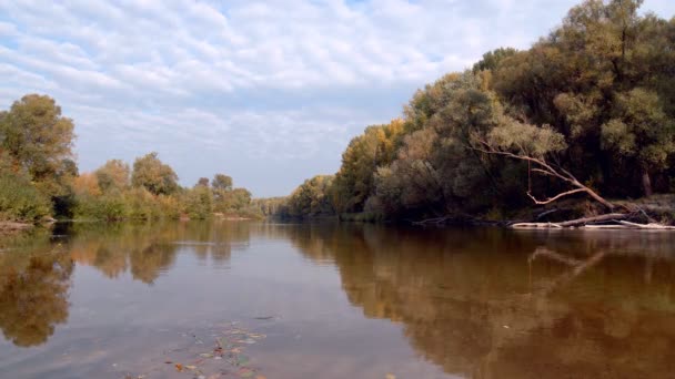 森の湖の岸に出て 秋の自然風景 — ストック動画