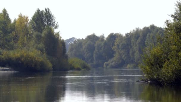 Осінній Природний Пейзаж Виходить Берег Лісового Озера — стокове відео