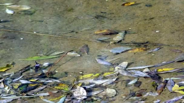 Ein Schwarm Kleiner Fische Einem Kleinen See Der Nähe Der — Stockvideo