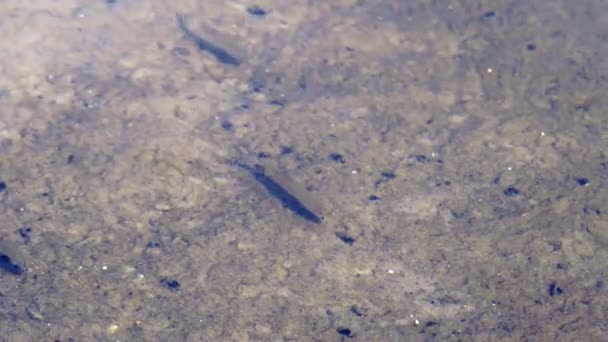 Una Bandada Peces Pequeños Pequeño Lago Cerca Las Playas Ciudad — Vídeo de stock