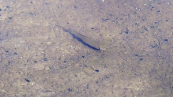 Bando Pequenos Peixes Pequeno Lago Perto Das Praias Cidade — Vídeo de Stock