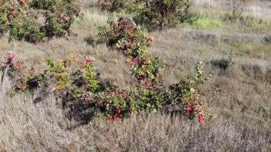 Hava fotoğrafçılığı. Sonbahar Gölü Baykal küçük deniz