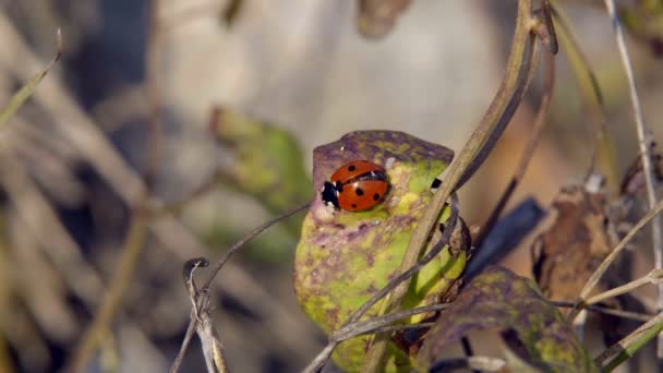 Ladybird Crawling Grass Searches Its Prey Eat — Stock Video