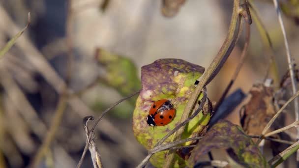 Una Mariquita Arrastrándose Por Hierba Busca Presa Para Comerla — Vídeo de stock