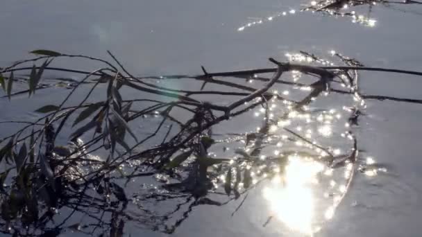 Vue Déconcentrée Une Surface Eau Ondulée Avec Beau Bokeh Éblouissements — Video