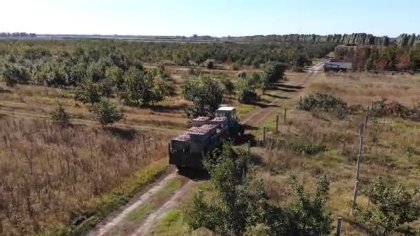 Färska Plockade Äpple Skörd Gården Liten Lastare Truckar Maskiner Belastning — Stockvideo