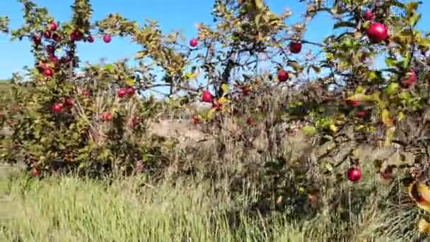 Pommes Rouges Vertes Tombant Sur Herbe Plan Ralenti Super — Video