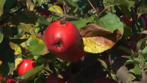 Pommes Rouges Vertes Tombant Sur Herbe Plan Ralenti Super — Video