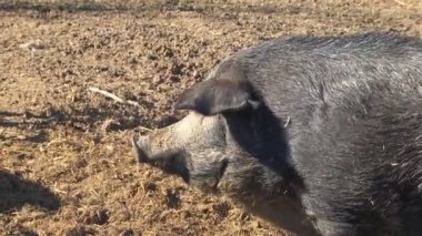 Siyah domuzlar bir çiftlikte siyah yemek ve grupta mücadele domuz çayıra